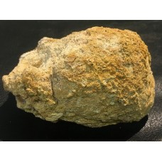 Kost dinosaura